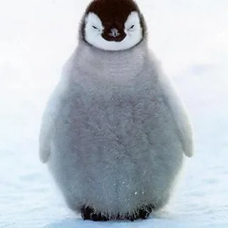 Create meme: little penguin, cute penguin, cute penguins