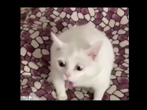 Create meme: cat burps, cat, cat funny