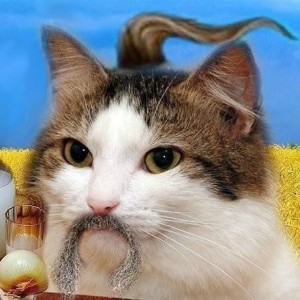 Create meme: Khokhlov kit ibiv you at RIT, Cat, cat