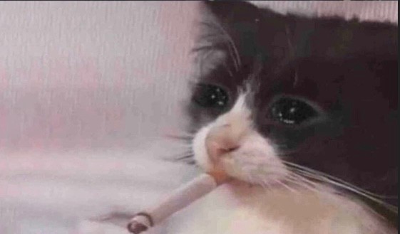 Create meme: stoned cat , smoking cat, meme cat with a cigarette