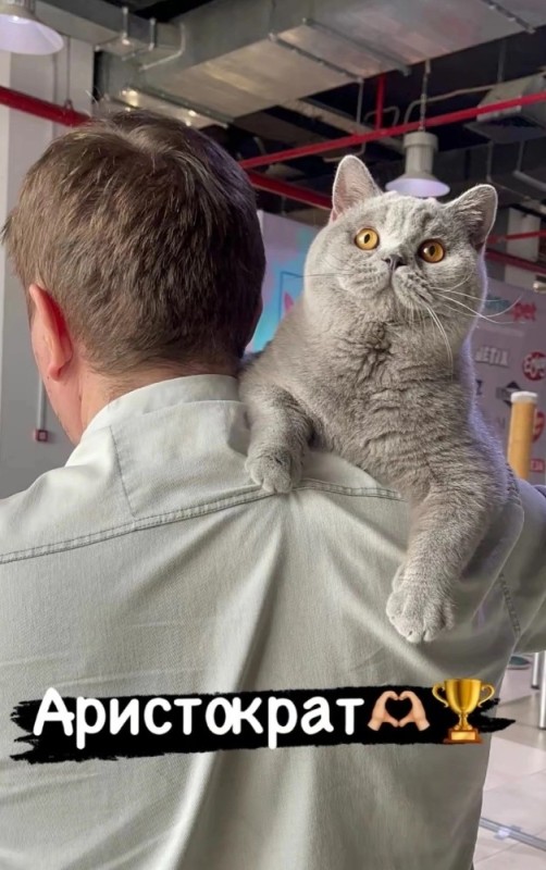 Create meme: the british mating cat, cat Briton, british cat