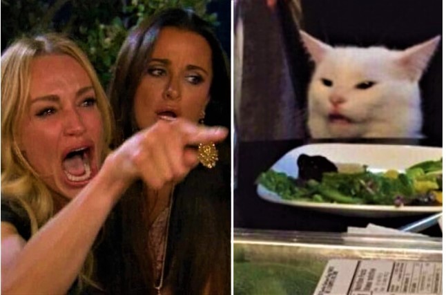 Create meme: memes with a cat and girls, the meme with the cat at the table, cat meme 