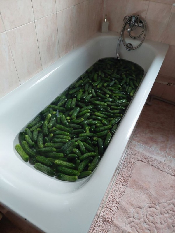 Create meme: fresh cucumbers, home plant, pickles