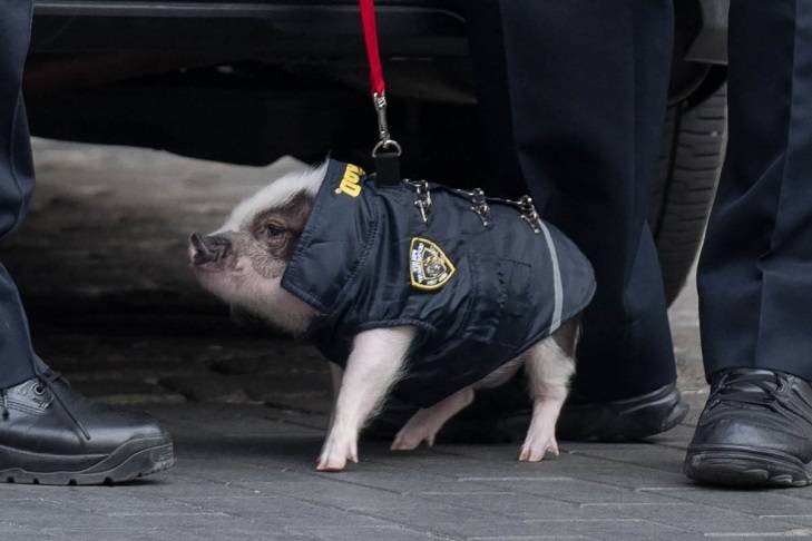 Create meme: pig cop, pig , pig cop