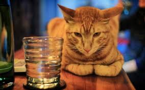 Создать мем: кот пьет воду, котик со стаканом воды, рыжий кот в стакане