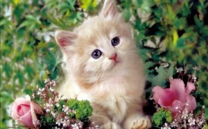 Создать мем: милашки котики, очаровательные котята, очень красивые котики