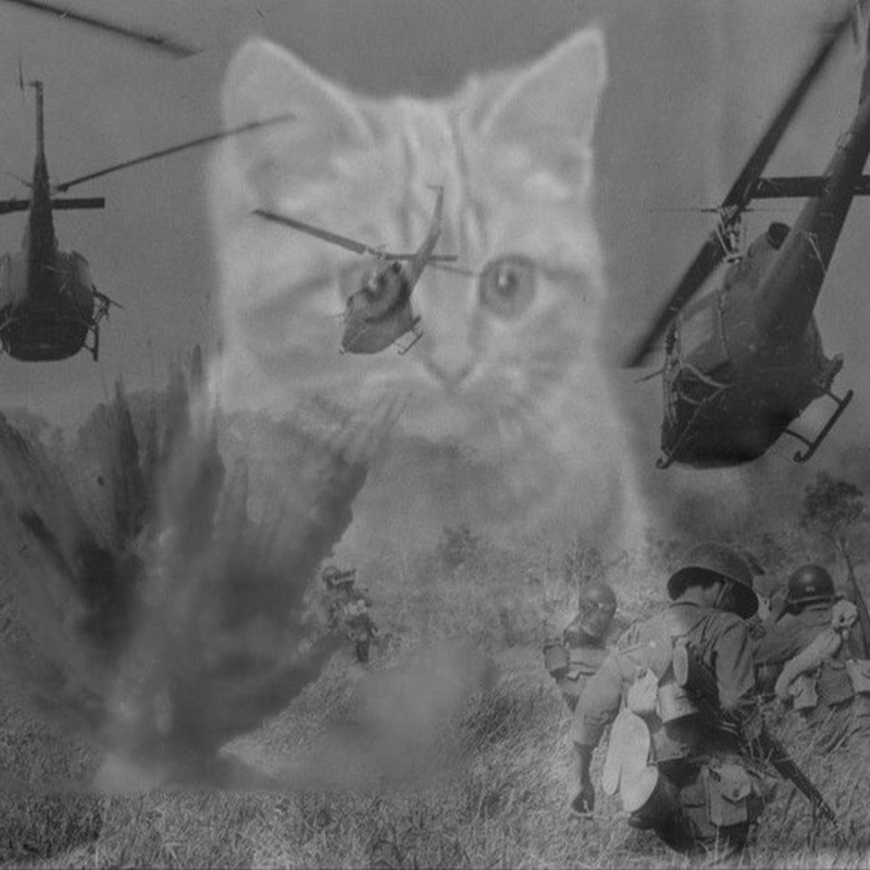 Create meme: the Vietnam flashbacks , Vietnam flashback cat, flashbacks Vietnam