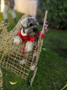 Create meme: dog breed miniature Schnauzer, the miniature Schnauzer, dog Schnauzer