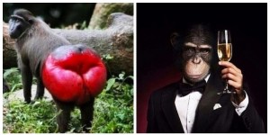 Create meme: butt monkey, monkey with red ass