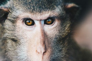 Create meme: monkey, monkey and eagle, Javanese macaque bite
