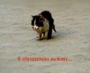 Create meme: I will survive meme, I will survive the kitten