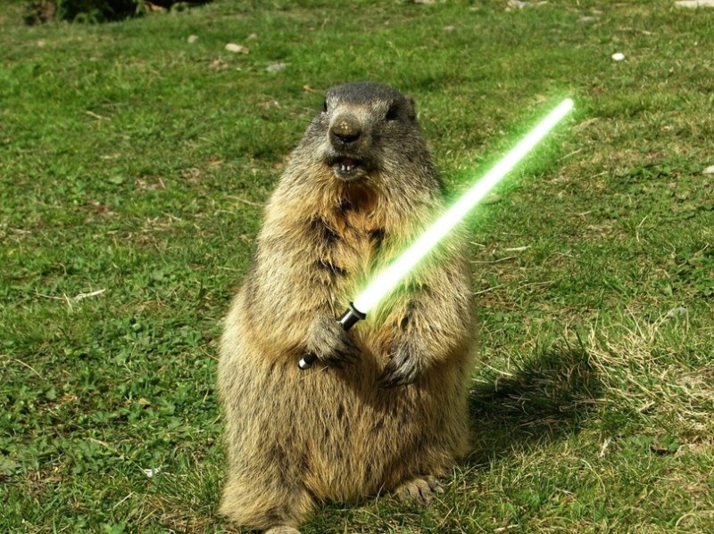 Create meme: marmot , beaver semyon, groundhog-baibak meme