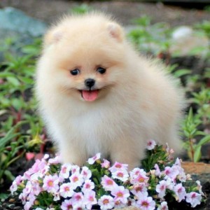 Create meme: breed Spitz, breed Pomeranian, Pomeranian