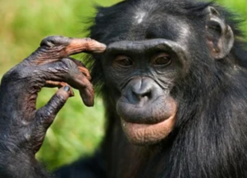 Create meme: monkey thinks, pensive monkey , monkey scratches his head