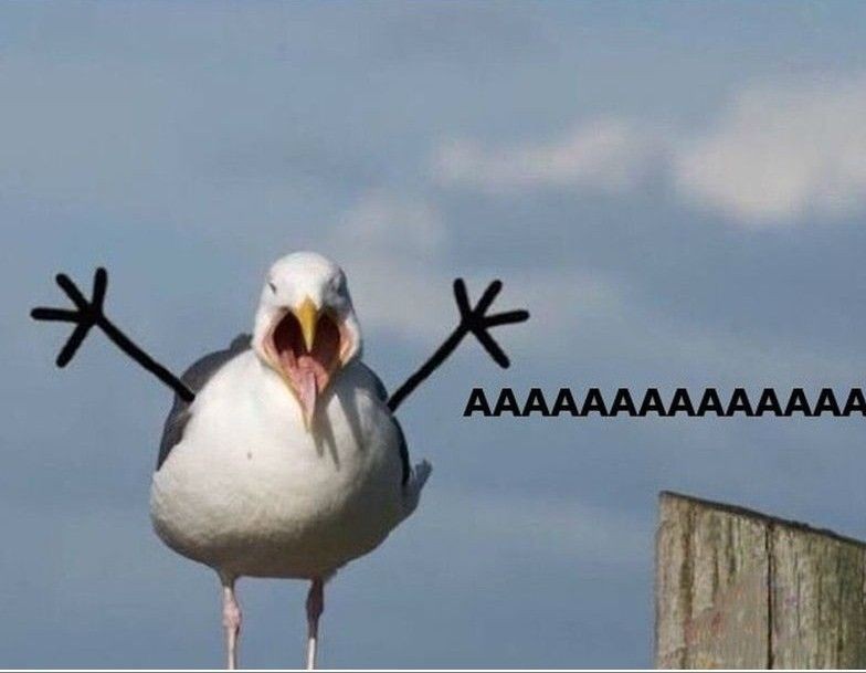 Create meme: the seagull's cry, Seagull, laughing gull 