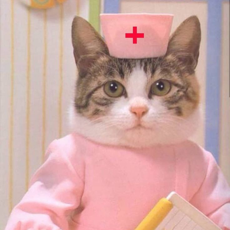Создать мем: кот медсестра, доктор котик, кот врач мем