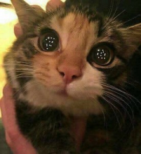 Create meme: cat, kitten begging for requests, meme tumblr