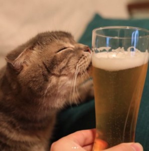 Create meme: pet, the cat and the cat, beer