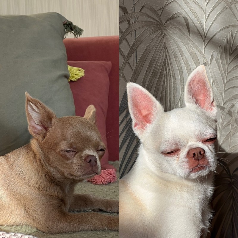 Create meme: Chihuahua puppies , mini Chihuahua, Chihuahua dog