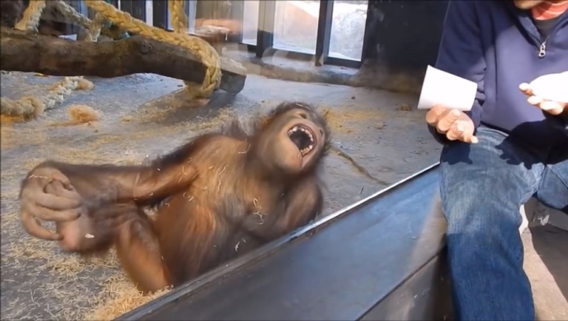 Create meme: monkey neighs at the zoo, the monkey laughs at the trick, the monkey behind the glass laughs