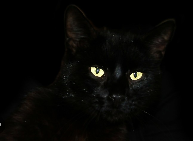 Создать мем: чёрная кошка, котик черный, красивый черный кот