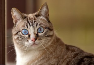 Создать мем: кот в шоке, косоглазые кошки, удивленный котэ