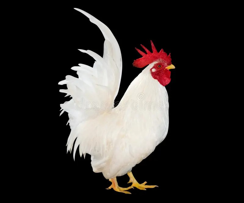 Create meme: white cock, cock Leghorn, rooster on a white background