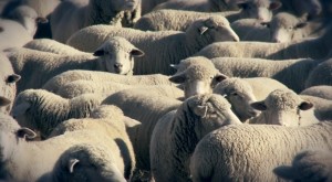 Create meme: RAM, sheep, a flock of sheep