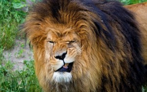 Create meme: smile of a lion, proud lion face, Leo winks