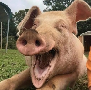 Create meme: joyful pig, pig laughing, funny pigs