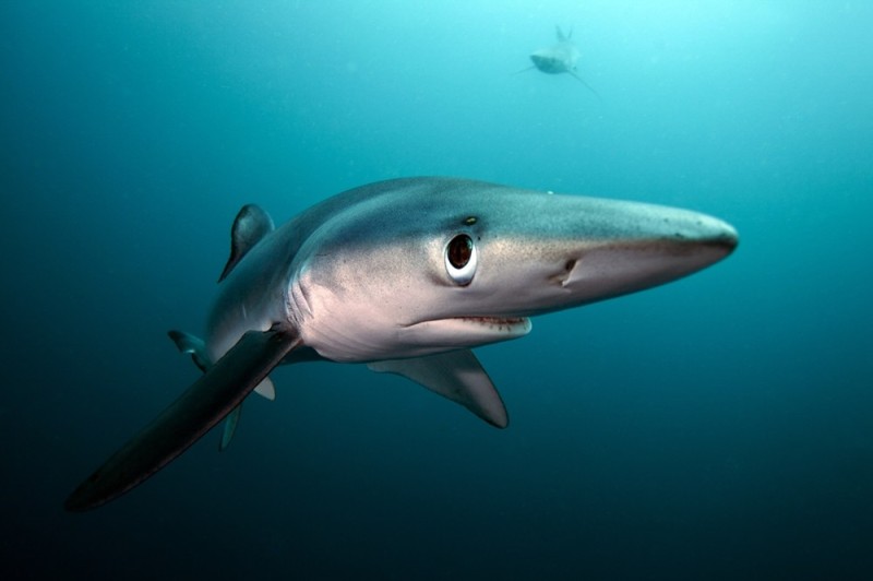 Create meme: blue shark, mako sharks, shark 