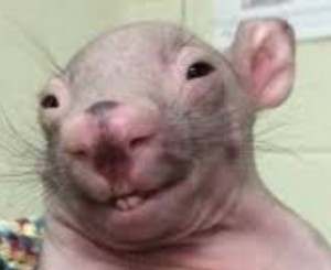 Create meme: wombats, bald rat meme, wombat funny
