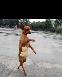 Создать мем: собака веселая, маленькая собачка китайцы ходят, цвергпинчер собака