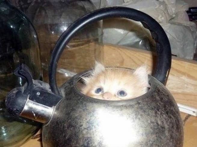 Create meme: kettle cat, kettle with cats, a crying cat in a teapot