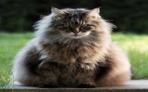 Create meme: cat, cat, the cattery of Maine Coon