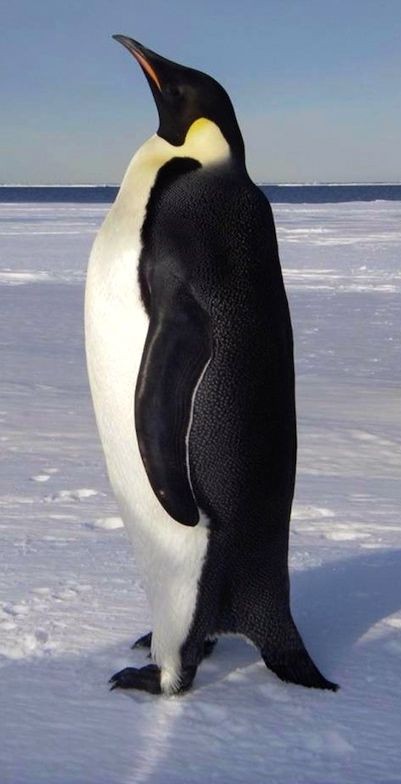 Создать мем: северный полюс пингвины, пингвин сбоку, большой пингвин