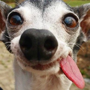 Create meme: dog with tongue hanging out