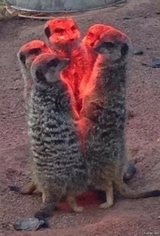 Create meme: Meerkats evoke Satan, meerkats warm themselves under a lamp, Meerkats are warming up