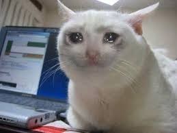 Create meme: sad crying cat meme pictures, the crying kitten meme, I almost laughed the cat