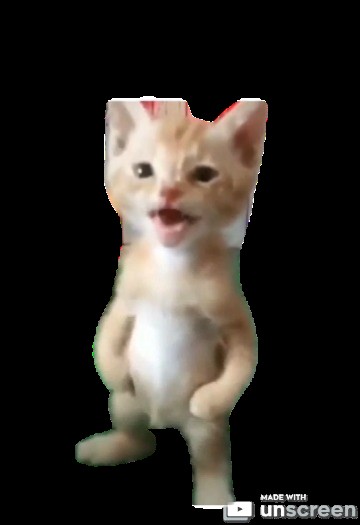 Create meme: cat , cat , michael the cat meme