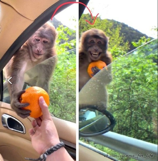 Создать мем: обезьянки, смешные обезьяны, обезьяна с апельсином мем
