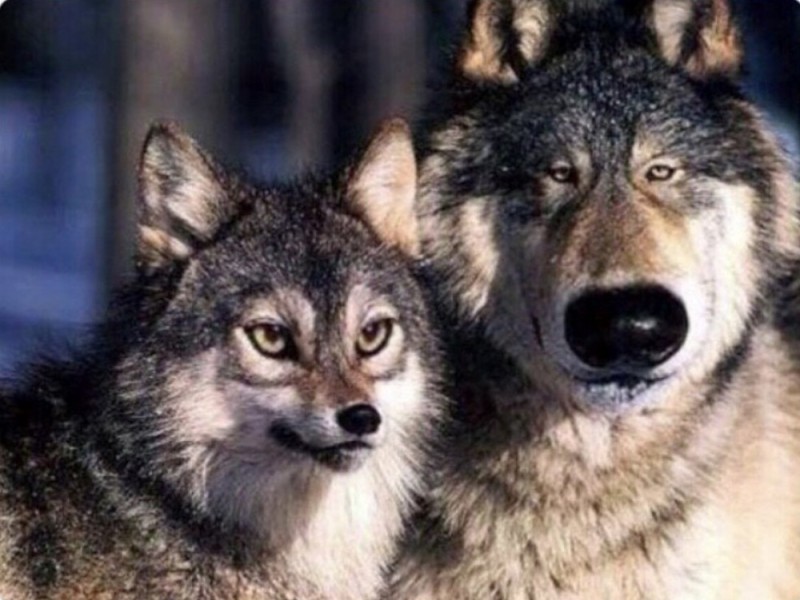 Создать мем: wolf, волк волчица, волк один