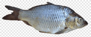 Создать мем: сазан рыба, рыба карп на белом фоне, рыба на белом фоне