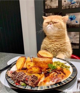 Create meme: cat food pizza, cat and food funny photo, the cat's table photos