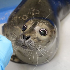 Создать мем: маленький тюлень, pup, детеныш морского котика