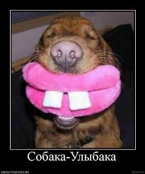Create meme: dog ulybaka demotivator, dog funny, dogs funny