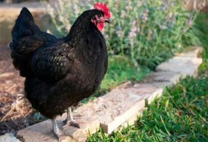 Создать мем: чёрная курица порода, порода черных кур, порода кур австралорп