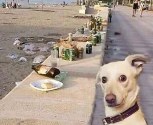 Создать мем: собака на пляже, домашние животные, собака на берегу мем