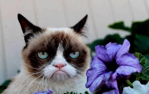 Create meme: grumpy, cat grumpy, Grumpy Cat