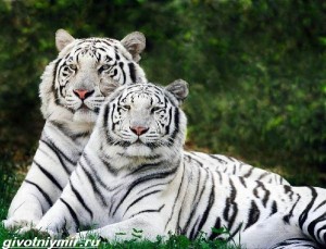 Create meme: white Bengal tiger, white tigers, Bengal tiger